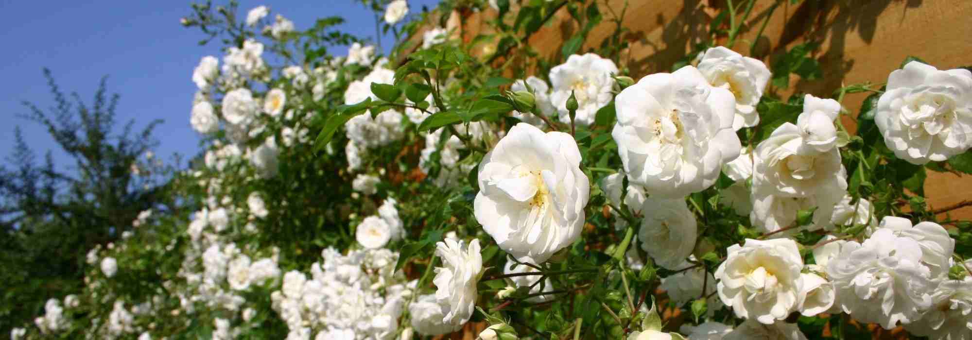 7 climbing roses with exceptional fragrances