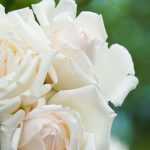 5 shrub roses with white flowers