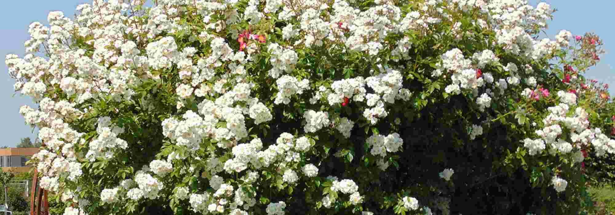 10 white-flowered climbing roses