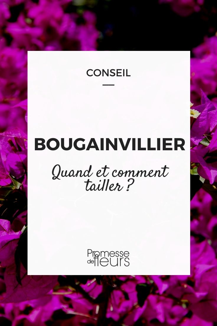 Pruning Bougainvillea Pruning Bougainvillea