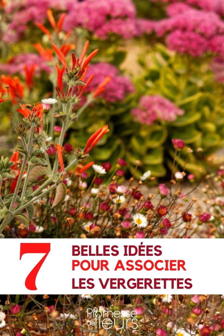 fleabane-companion Pairing Erigerons