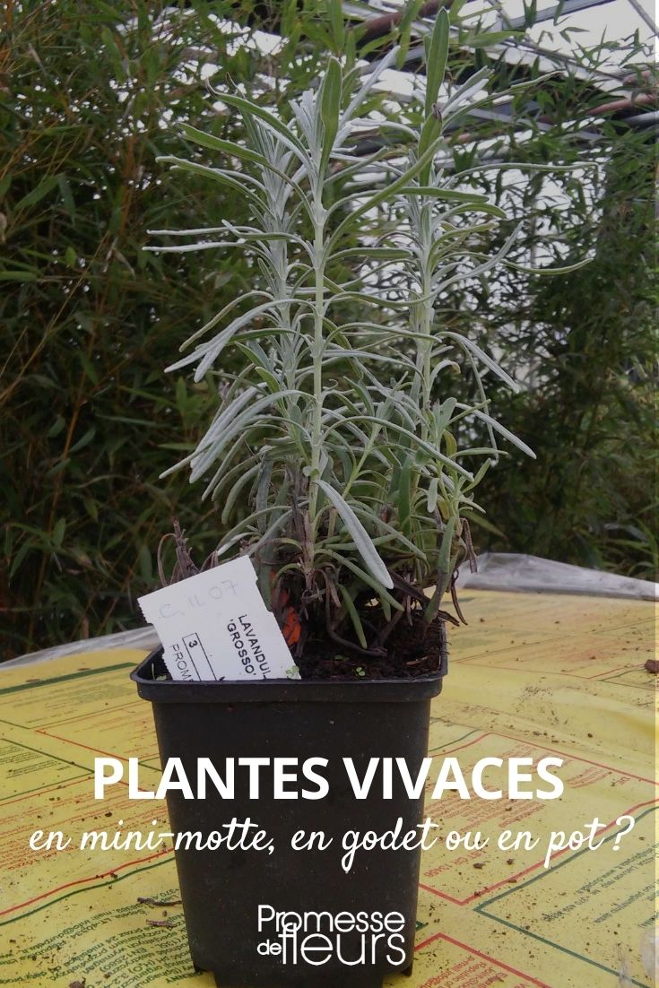 perennial mini plug, bucket or pot