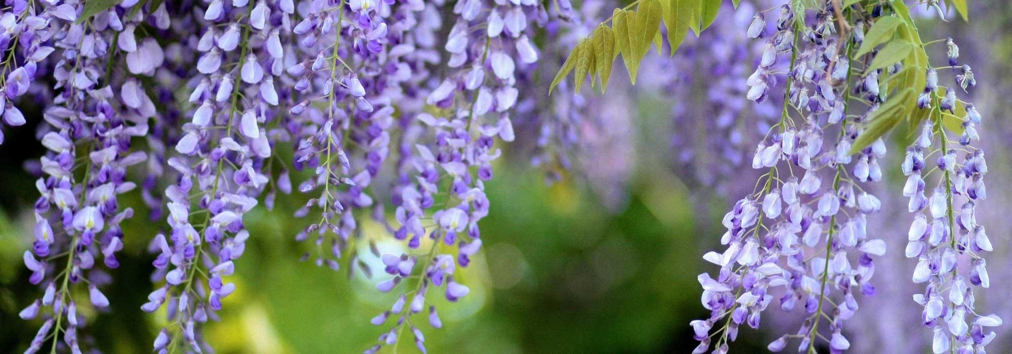 How to associate a wisteria?