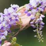 The 6 most beautiful Wisterias