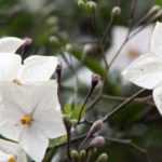 How to prune climbing or standard <em>Solanum</em>?