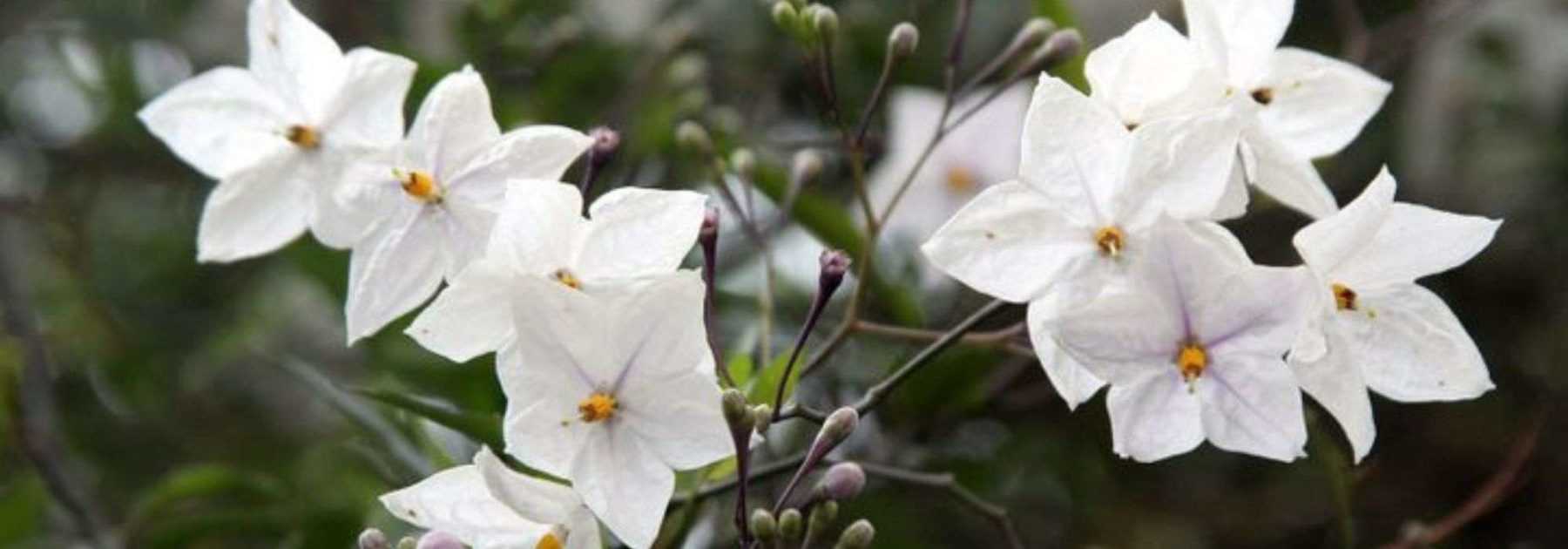 How to prune a climbing or standard solanum?