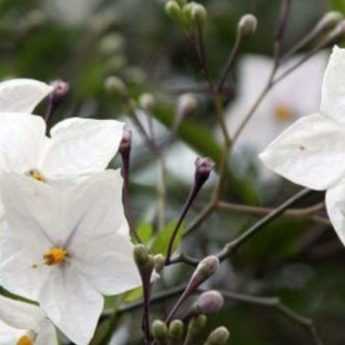 How to prune a climbing or standard solanum?
