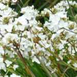 Growing Libertia in pots