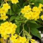 Which Trumpet Vine to Plant According to Your Region?