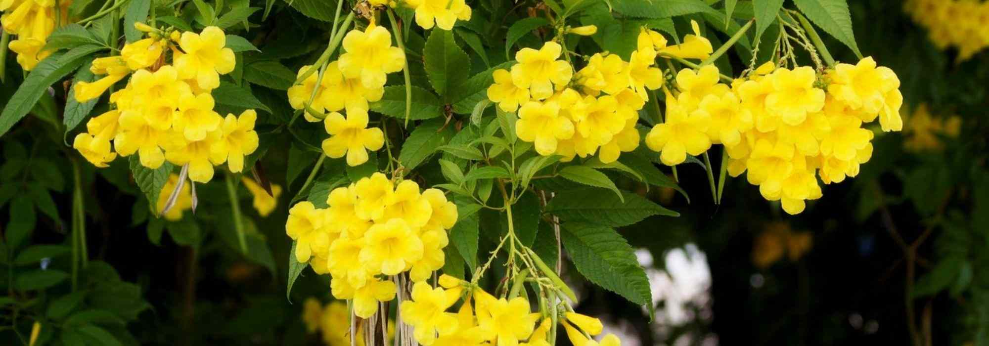 Which Trumpet Vine to Plant According to Your Region?