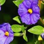 Growing a solanum in a pot