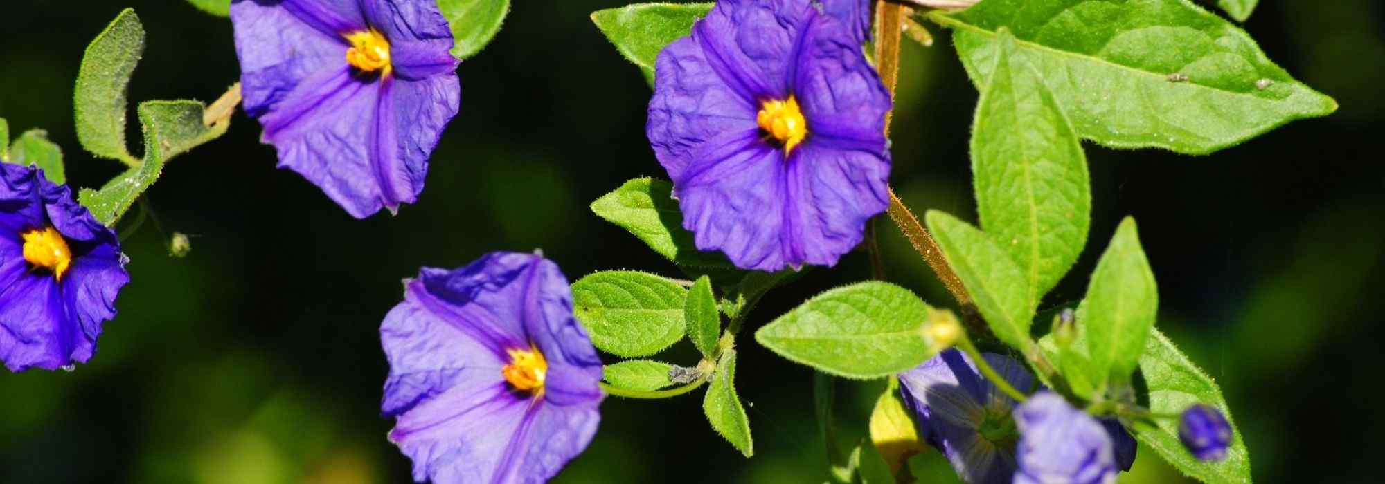 Growing a solanum in a pot