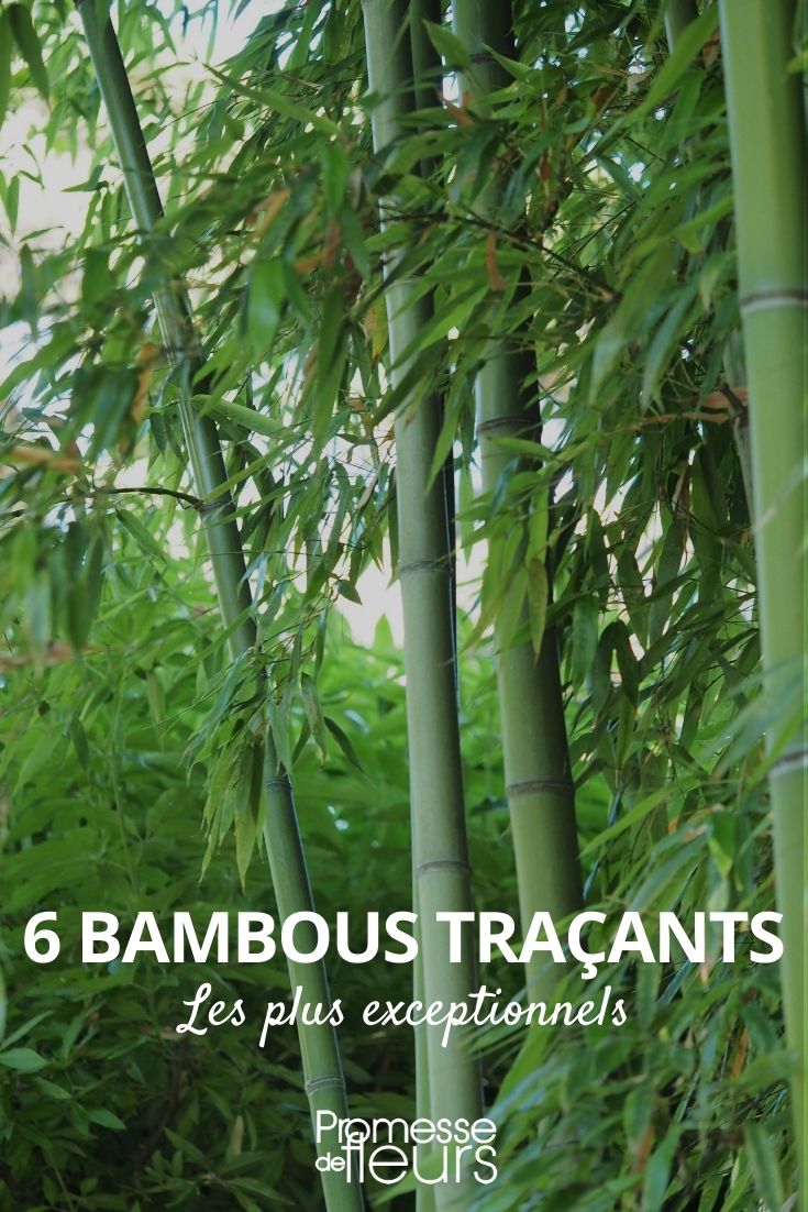 6 running bamboos 6 running bamboos