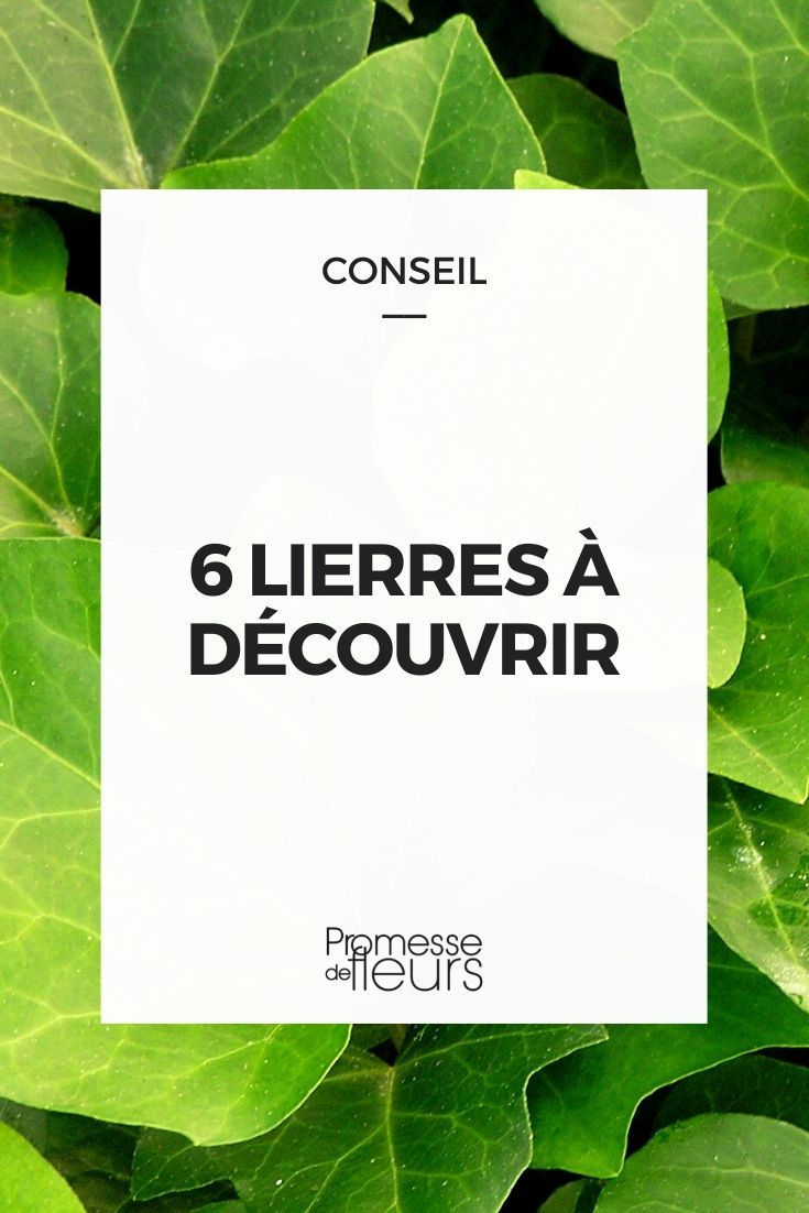 6 Ivies to Discover 6 Ivies to Discover