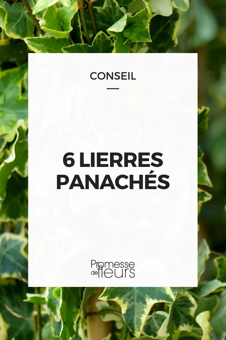 6 Variegated Ivies to Discover 6 Variegated Ivies to Discover