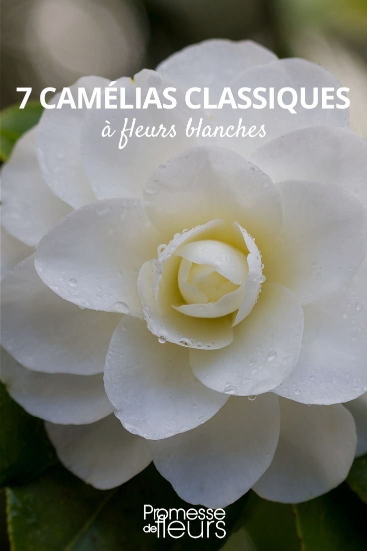 7 classic white camellias 7 classic white camellias