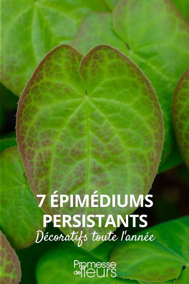 7 evergreen Epimediums