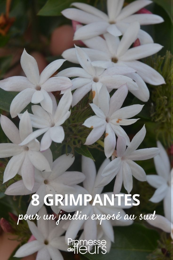 8 Climbing Plants for a Southern Garden 8 Climbing Plants for a Southern Garden