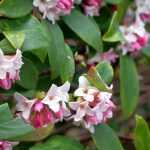 8 evergreen bushes with fragrance