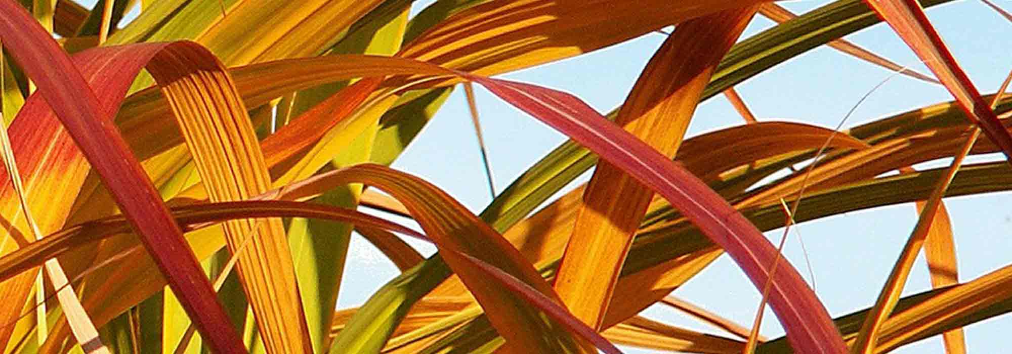 Decorative foliage bamboos