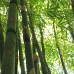 6 running bamboos