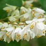 6 Deutzias with white flowers