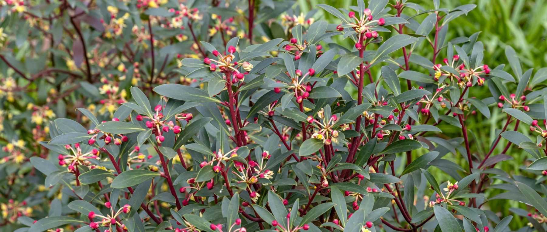 Drimys: Planting, Growing and Caring for Your Young Plant