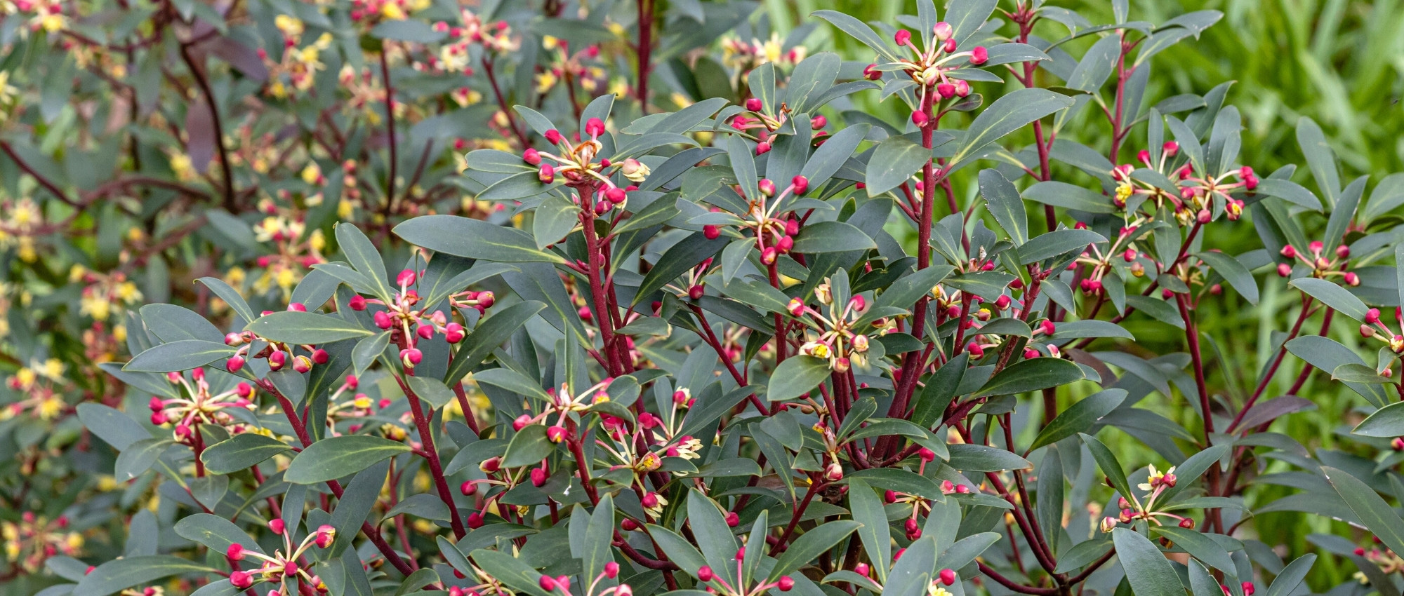 Drimys: planting, growing, and maintaining