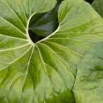 Growing Farfugium in pots