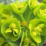 Green flowers: our guide
