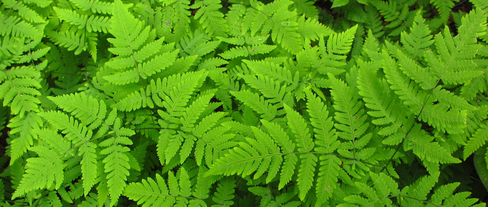 Gymnocarpium: Planting, Growing and Caring