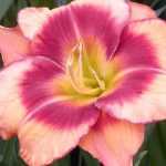 7 pink daylilies