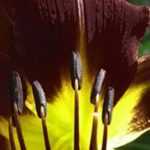 7 Hemerocallis for Exotic Garden