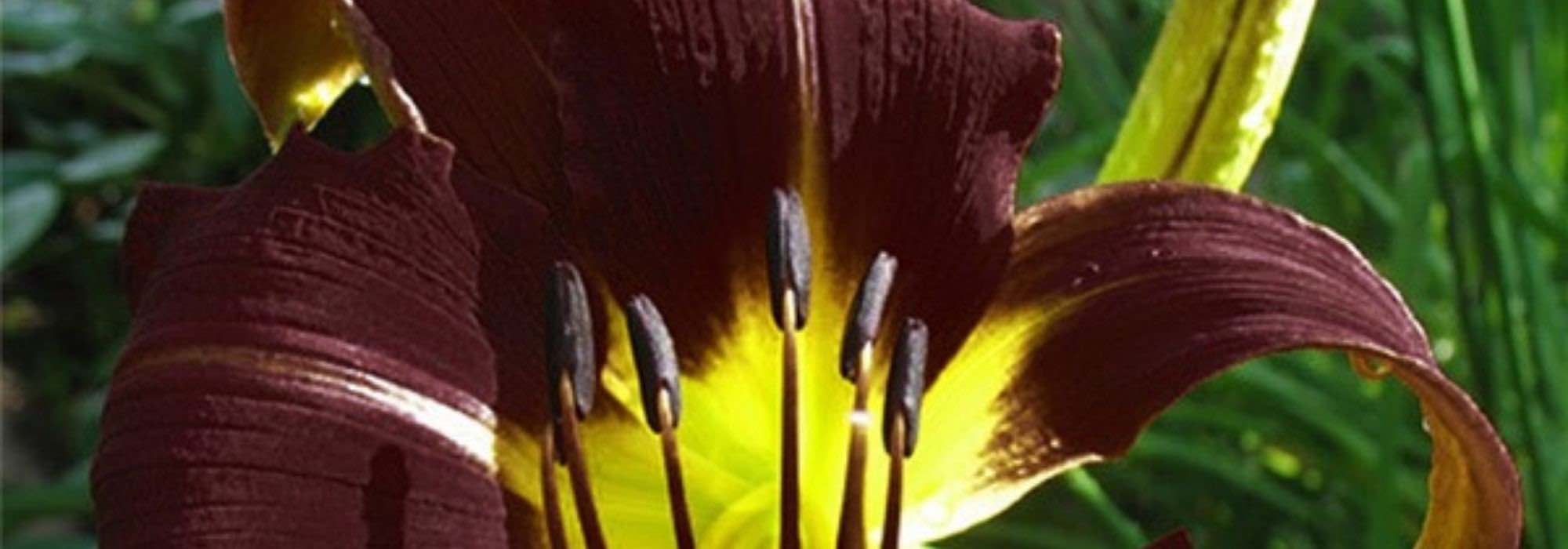 7 Hemerocallis for Exotic Garden