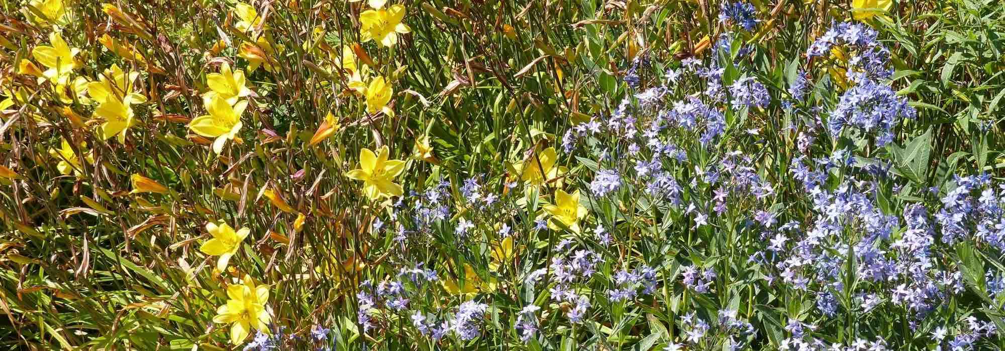 7 Hemerocallis for a Naturalist Garden
