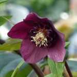 7 Anemone-flowered Hellebores
