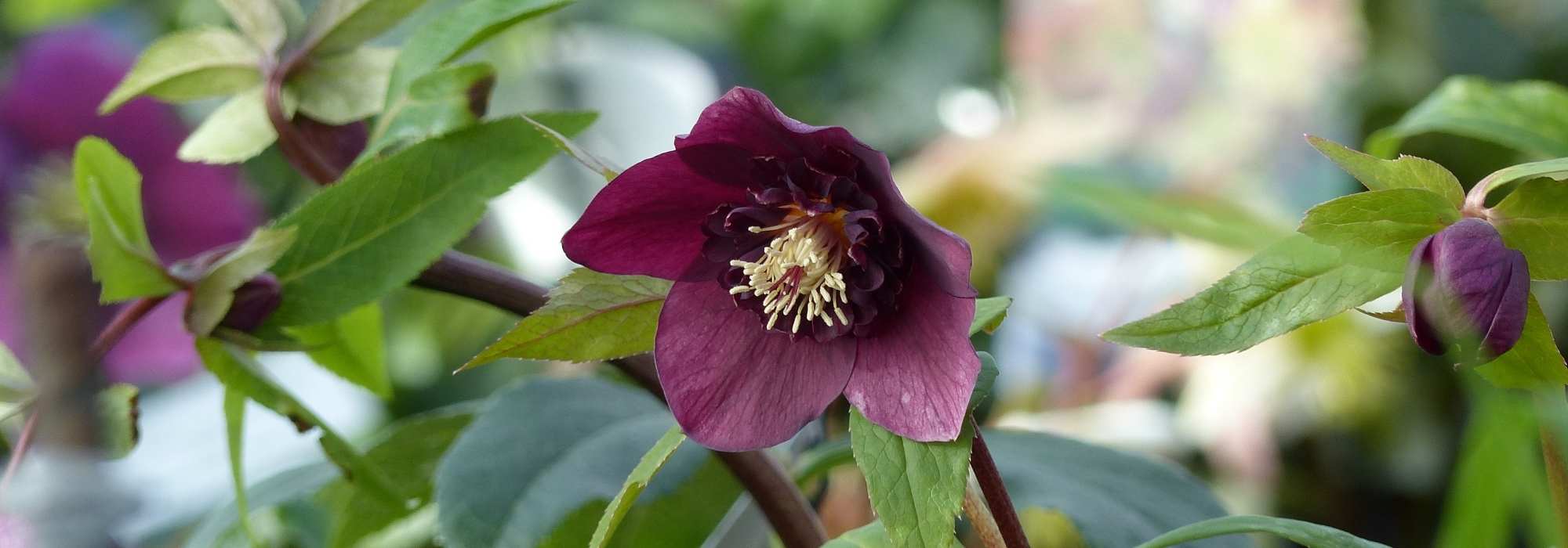 7 Anemone-flowered Hellebores