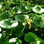 Propagate <em>Farfugium</em>