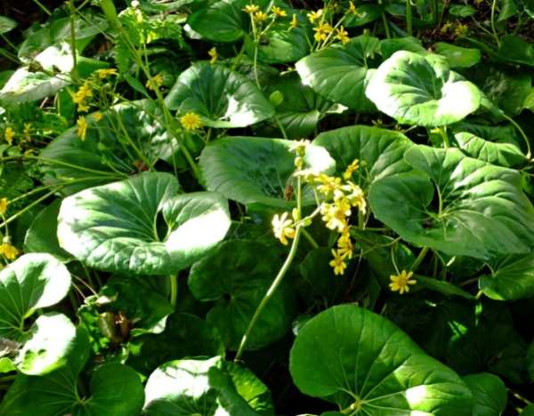 Propagate Farfugium