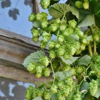 Propagating hops