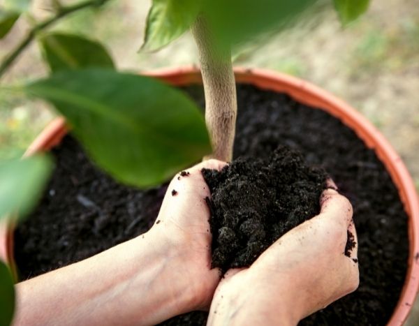 Key steps for repotting a plant: guide for beginners