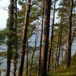 9 wind-resistant conifers