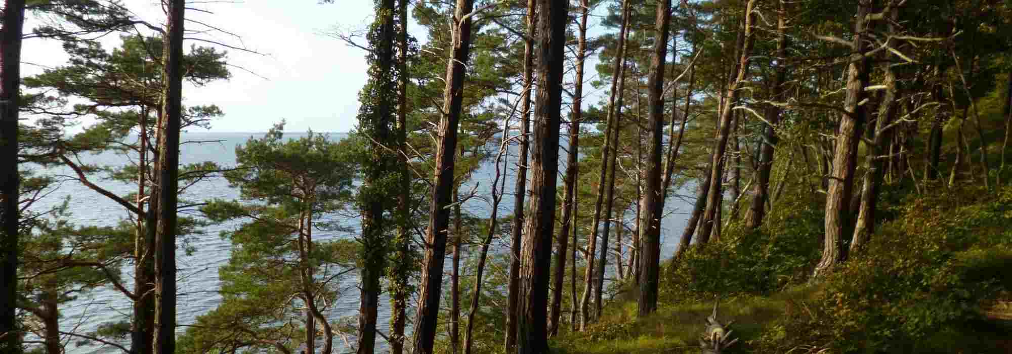 9 wind-resistant conifers