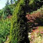 10 Conifers for a South-Facing Garden