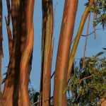 Which Eucalyptus to plant according to your region?
