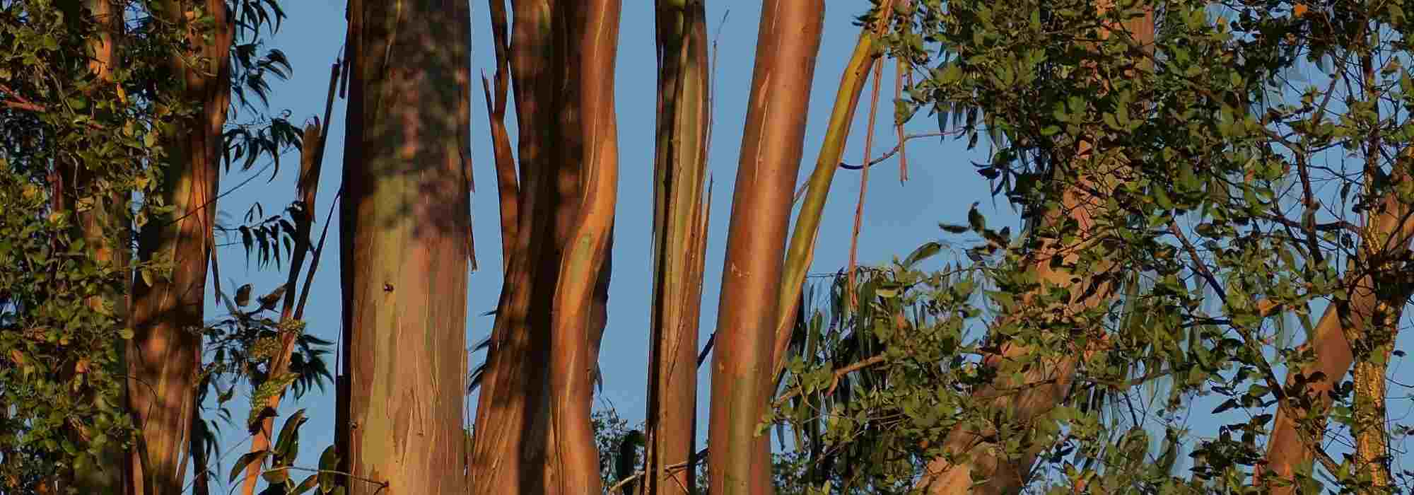 Which Eucalyptus to plant according to your region?