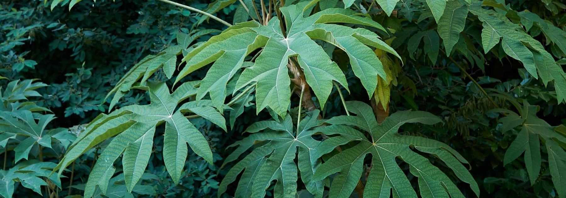 Tetrapanax, Rice Paper Plant: Planting, Growing, Care