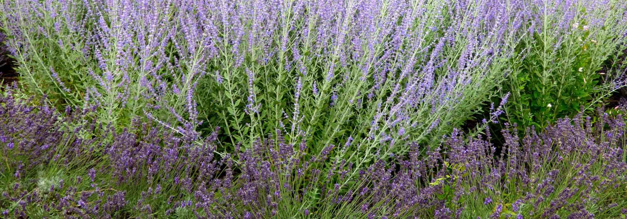 Natural herbicide: discover allelopathic plants!