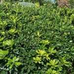 9 trees and shrubs with a rounded habit