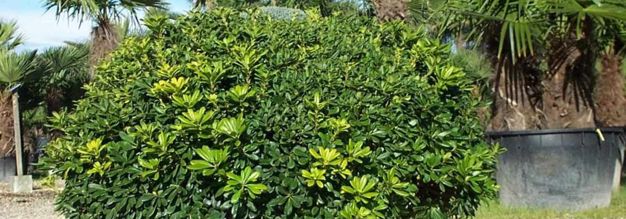 9 trees and shrubs with a rounded habit